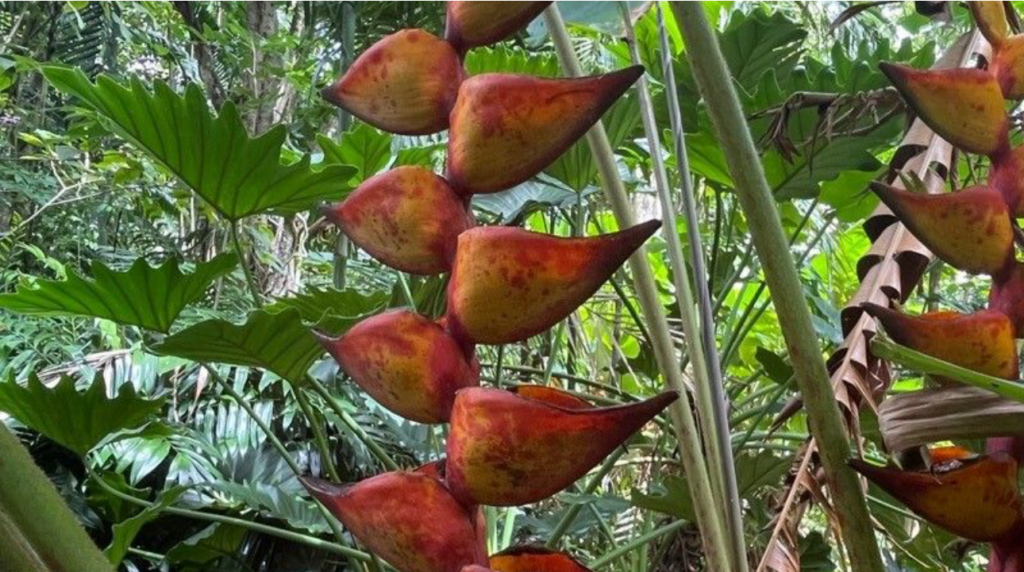 macaw flower (Heliconia bihai)